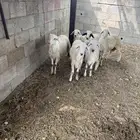 خرفان حريات