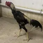 للبيع شامو