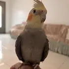 طير كروان للبيع مستعجللل