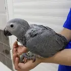 فرخ كاسكو كانغو