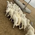 بهم تربية ( تم البيع )