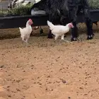 دجاج بلدي ابيض