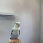 طيور روز