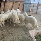 طليان ذبايح ضيوف وثلاجة مع ذبح وتوصيل.