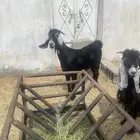 عنز حايل شرط و مقفله فل شحم