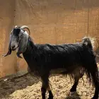 عنز ضايعه يالنشاما