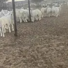 رخال مقاني للبيع