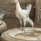 دجاج فيومي المنيوم العمر من خمس اشهر الى سته للمربين فقط