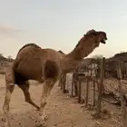 بعير فحل للبيع