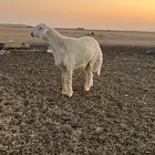 خروف فحل صنف الصنف