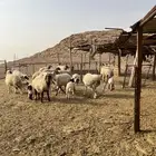 غنم نعيم متابيع