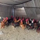 ديوك بلدي للبيع