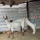 عنز بيشيه والد