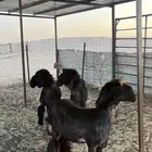 جذعات عرب