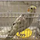 طيور كروان عدد 2 ذكور
