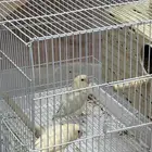 جوز يبغاء روز منتجة