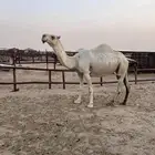 لقحه ولقيه