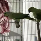 للبيع طيور كروان ودره