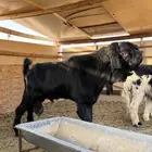 للبيع تيس شامي خصم