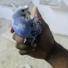 فرخين بادجي