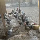 دجاج بيضا للبيع