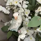 روز اليف مايعرف العض