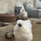 طقم دجاج قطني ابيض