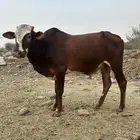 بقر حسيل جذع يصلح الذي يبغا فحل او يذبح بلدي