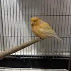 كناري