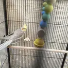 كروان ب 200 ريال