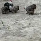 طقم دارك خارجي