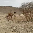 عدد آبل ست اربع لقحات وخلفة وجذعه