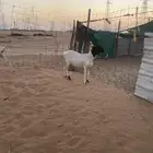 غنم رخال برابر