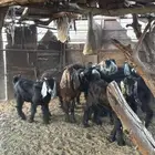 تيوس للبيع
