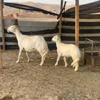 حريات متابيع ( تم البيع )