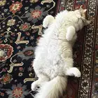 قط شيرازي