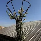 ستاند اشجار المتسلقه