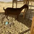 عنز للبيع تم البيع