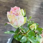 شتلات ورد جوري