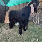 فحل عارضي مشروط