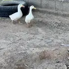 للبيع بط معه بيضه