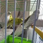 عصافير بادجي للبيع 3 ذكور و3 اناث