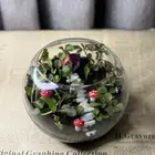 غابه داخل زجاج   نبات طبيعي   تحفه