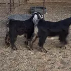 تيوس تم البيع  تم البيع