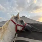 حصان شعبي حاار مايصلح للمبتدئين