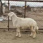 مشروع فحل فاخر