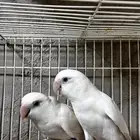 جوز روز البينو معه فرخ(تم البيع )