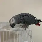 ببغاء كاسكو سوبر اليف ومتكلم ف الوجه