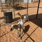 حريات وسواكني وتيوس شرط وفيه ذبح وتوصيل المزاحميه وضوحيها و