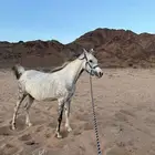 فرس للبيع